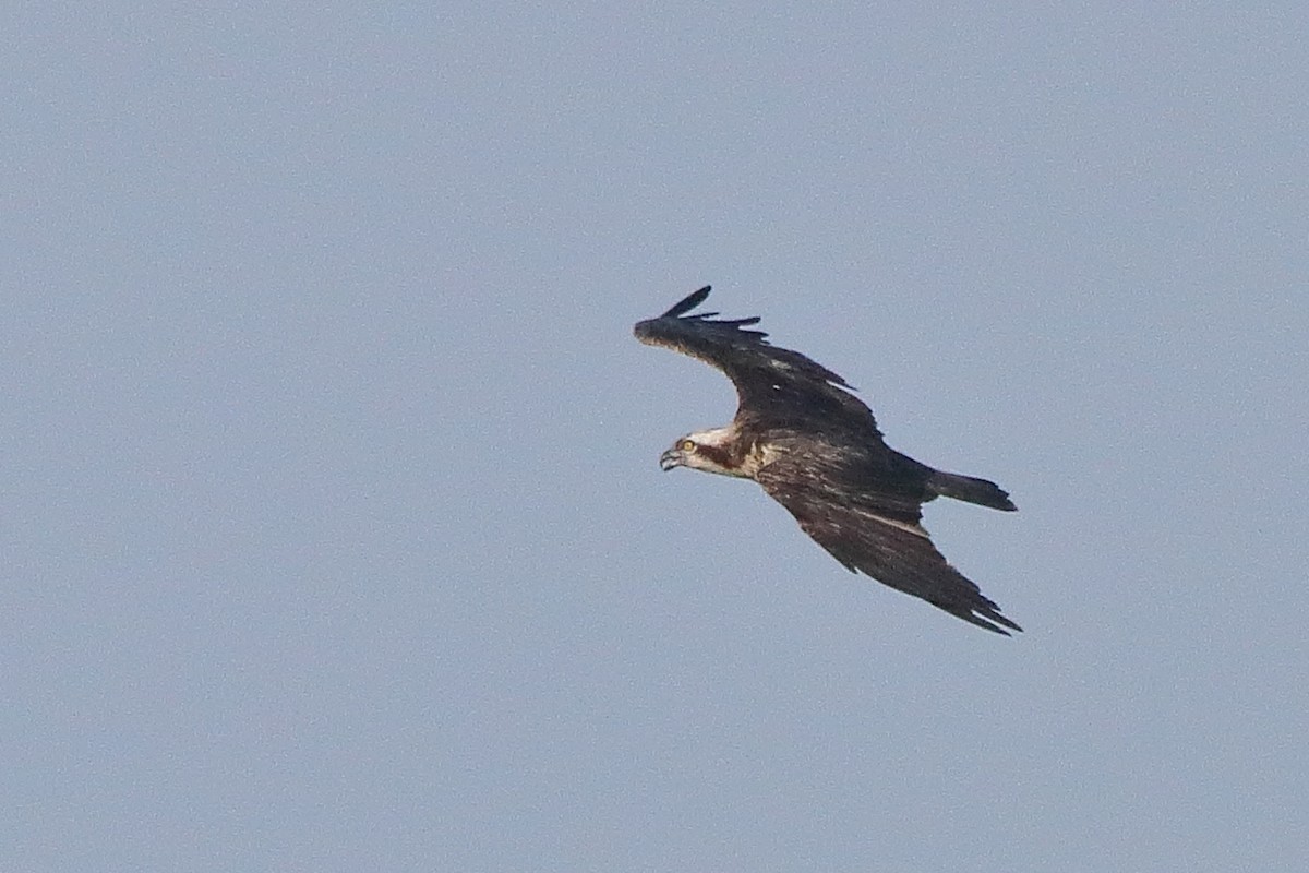Osprey - ML638583228