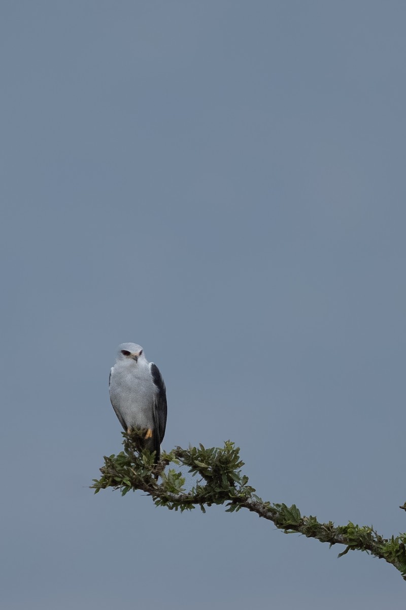 Black-winged Kite - ML638583255