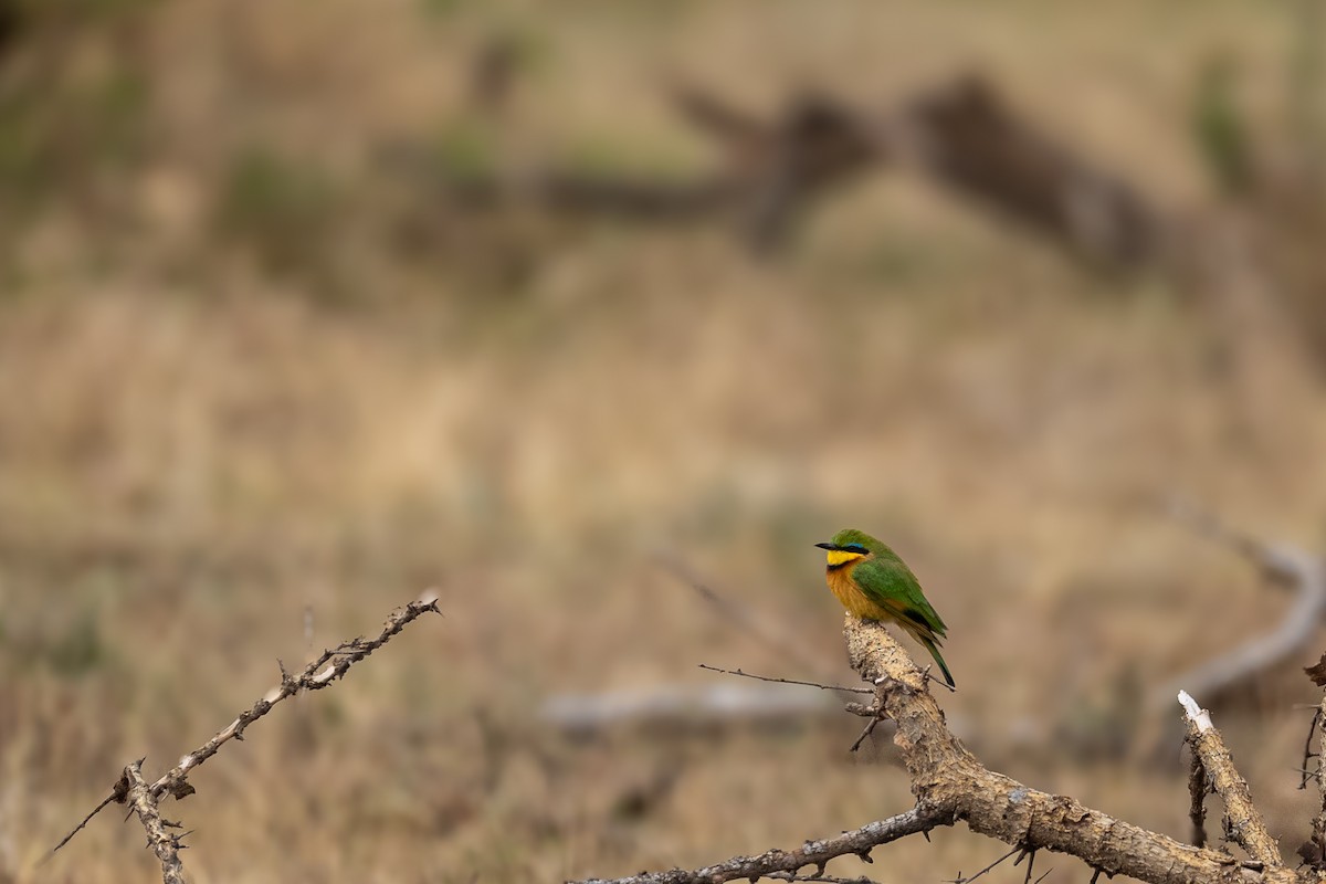 Little Bee-eater - ML638583256