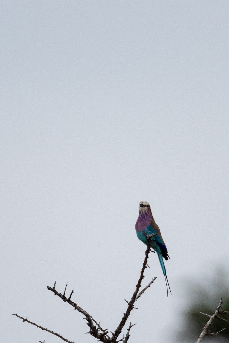 Lilac-breasted Roller - ML638583260