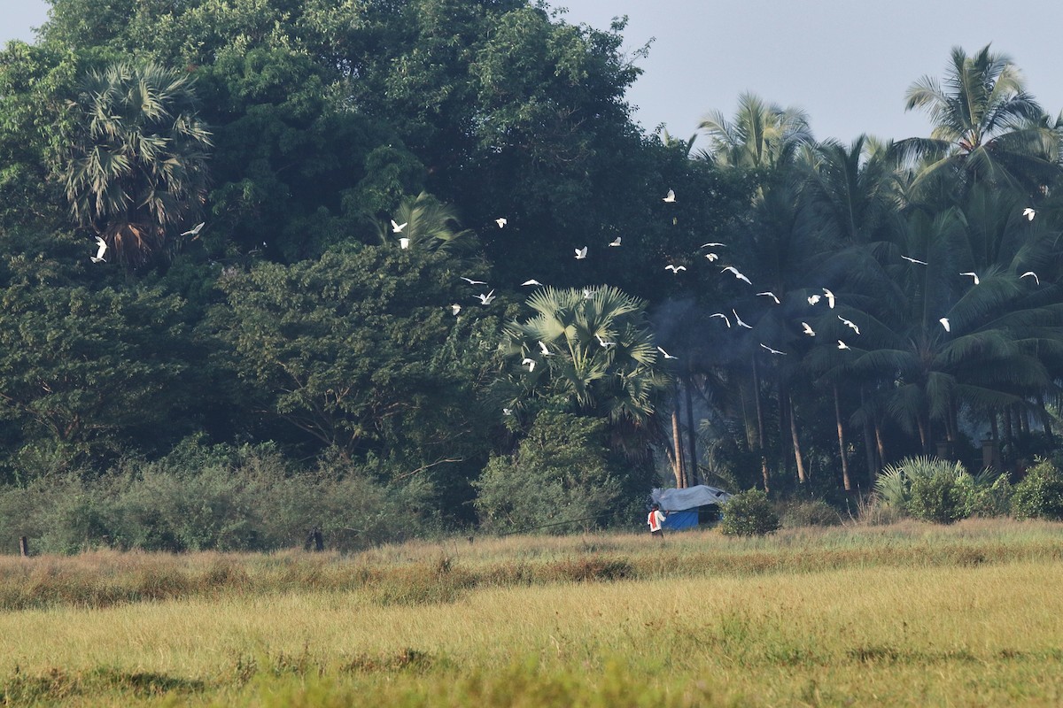 Eastern Cattle-Egret - ML638583266
