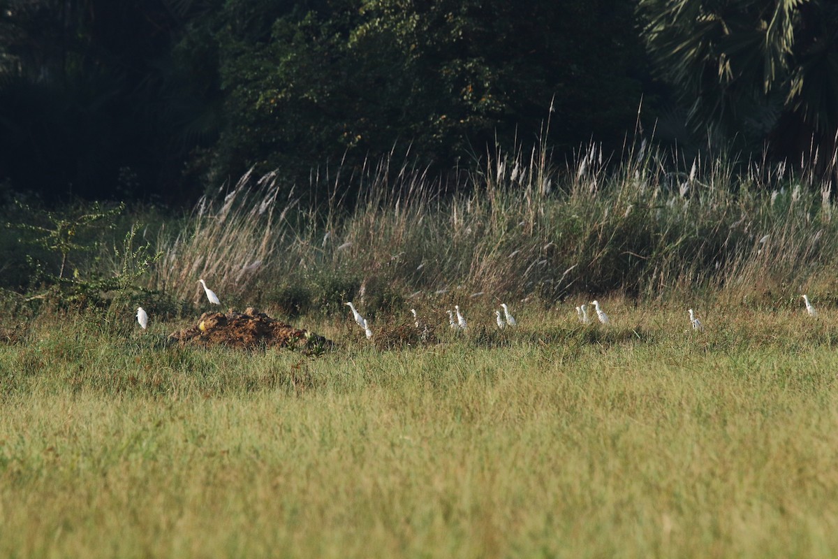 Eastern Cattle-Egret - ML638583268