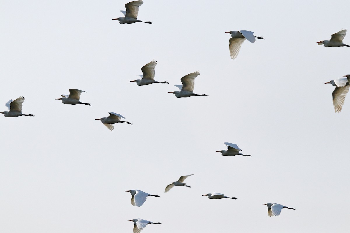 Eastern Cattle-Egret - ML638583269