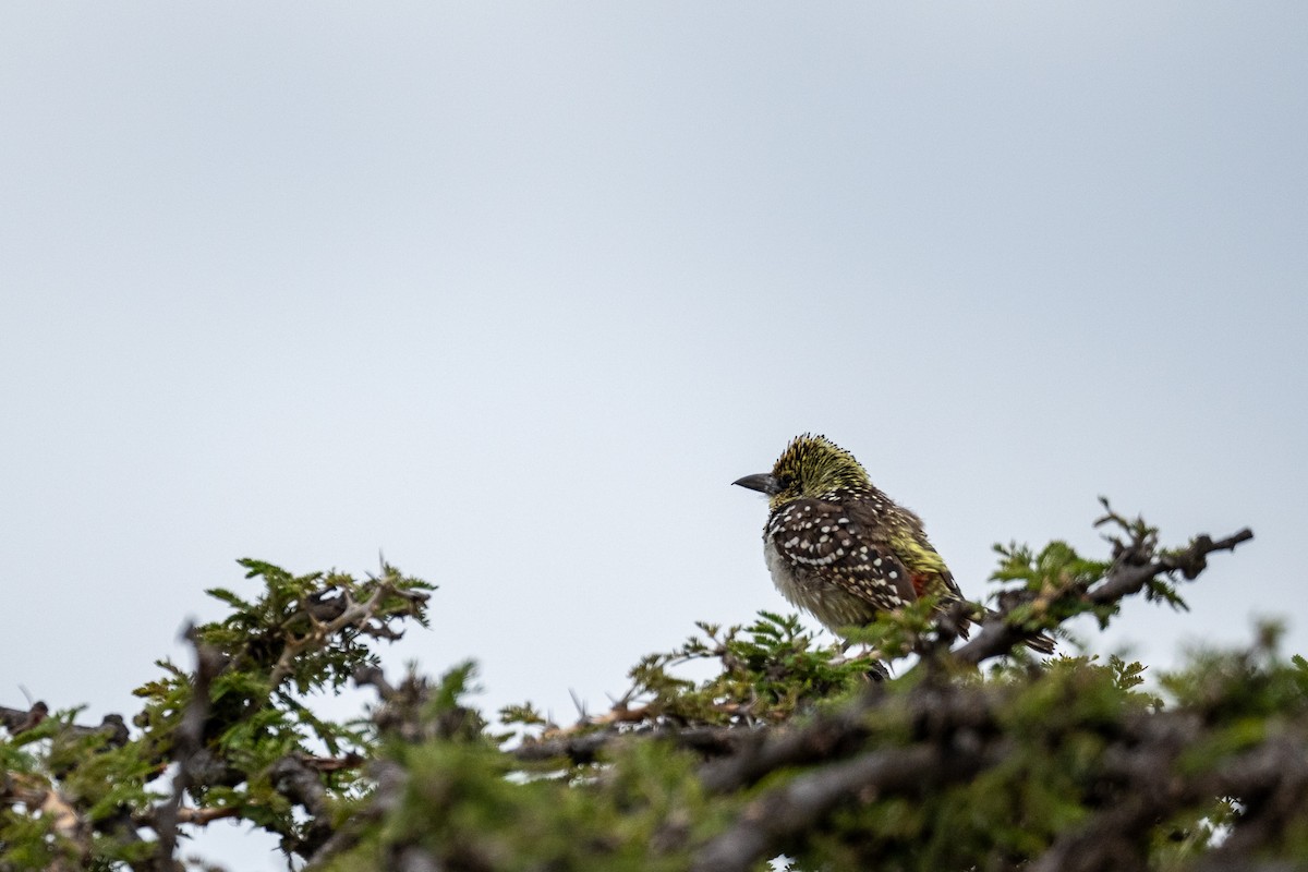 D'Arnaud's Barbet - ML638583270