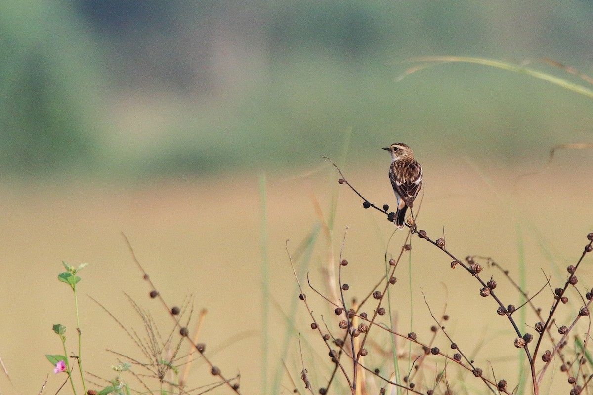 Siberian Stonechat - ML638583273
