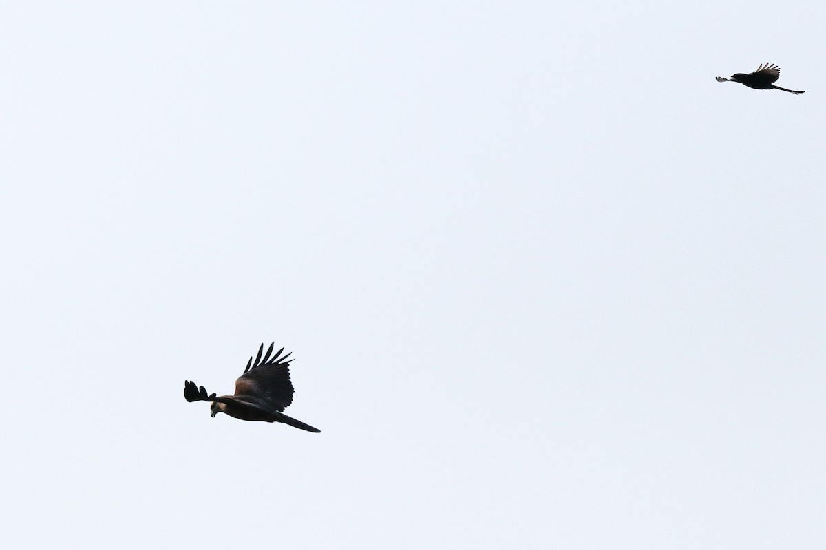 Brahminy Kite - ML638583283