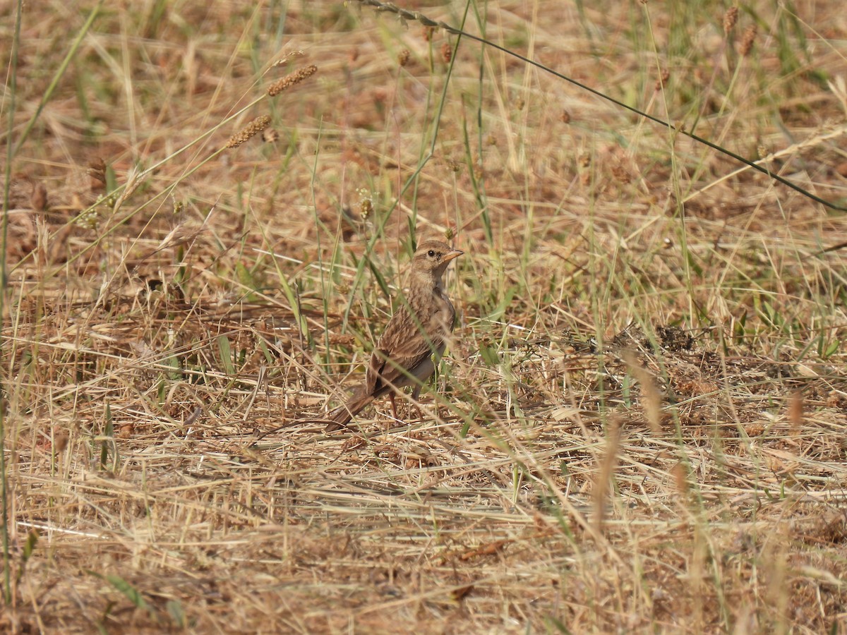 Hume's Lark - ML638583285