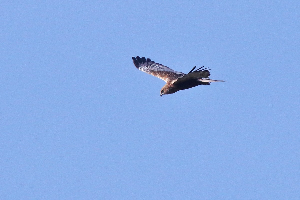 Western Marsh Harrier - ML638583289