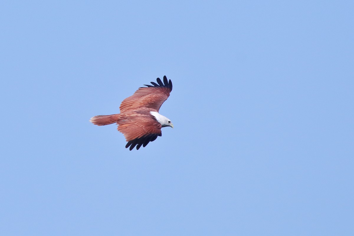 Brahminy Kite - ML638583293