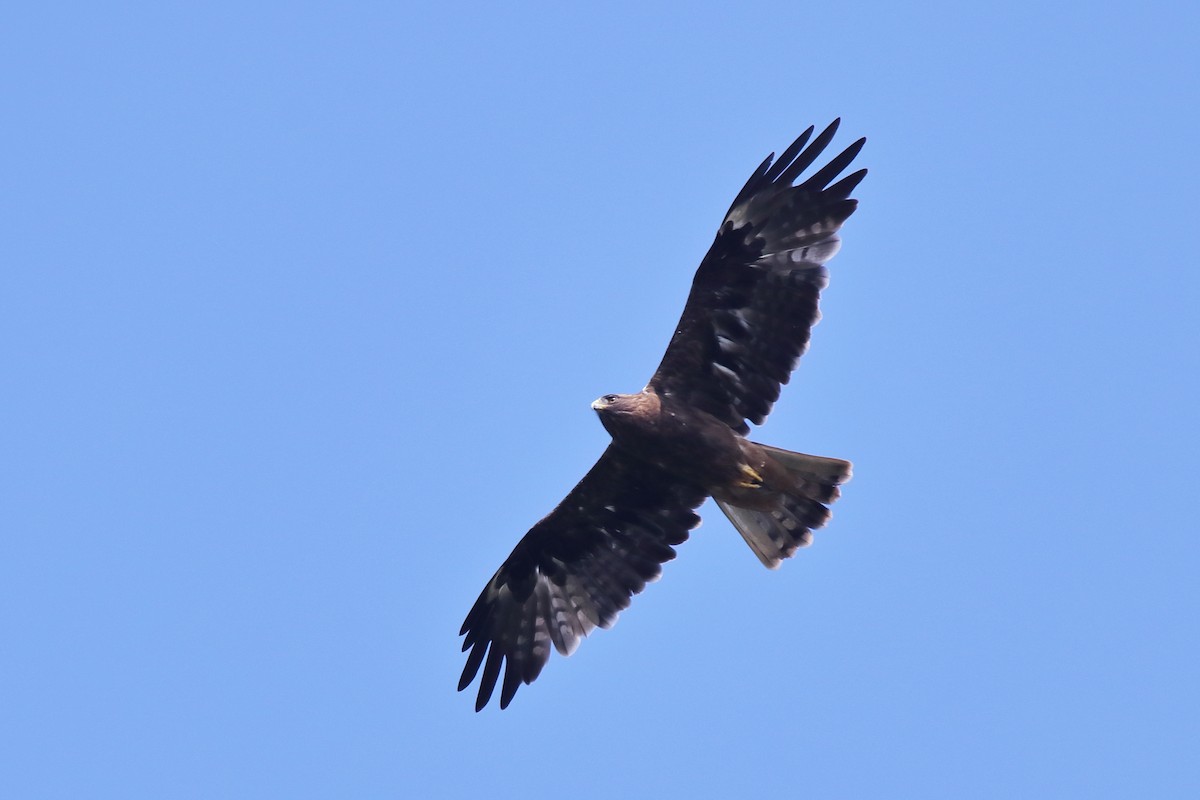 Booted Eagle - ML638583298