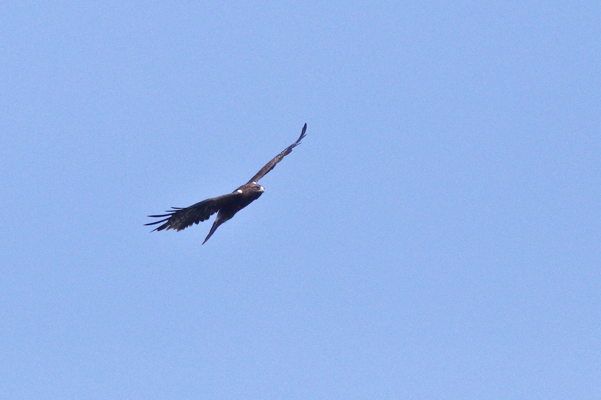 Booted Eagle - ML638583299
