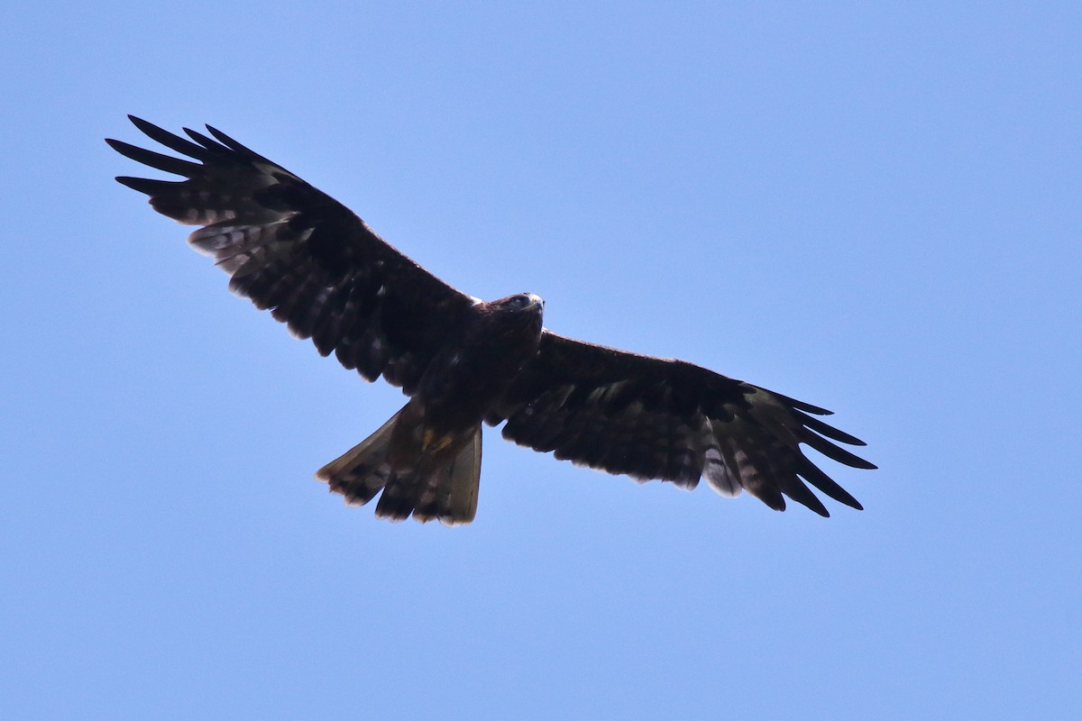 Booted Eagle - ML638583300