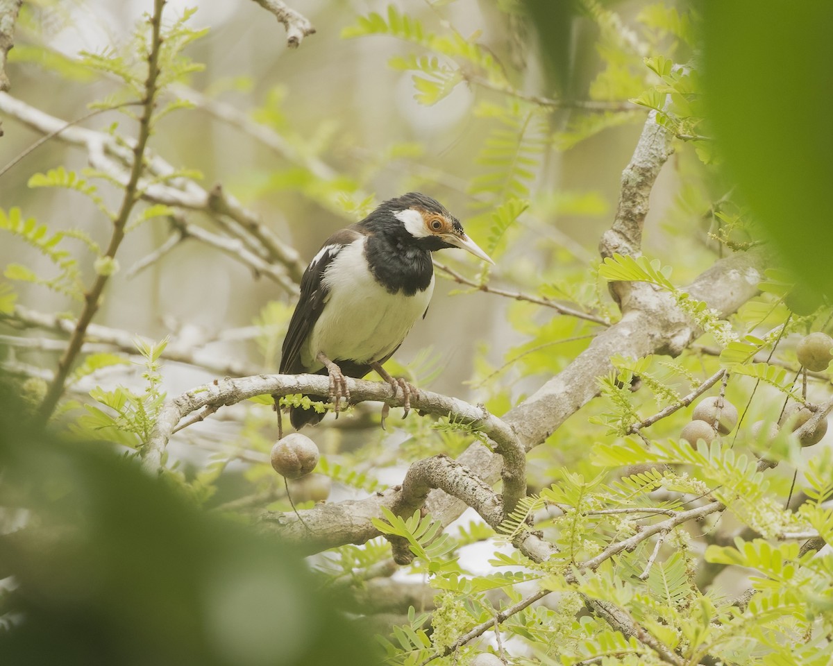 pied starling sp. - ML638583328