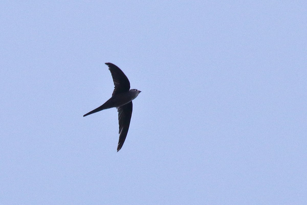 Asian Palm Swift - ML638583329