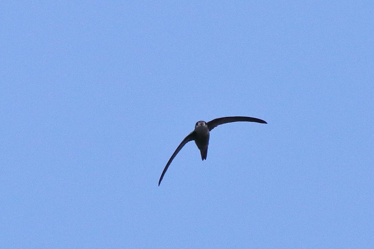 Asian Palm Swift - ML638583331