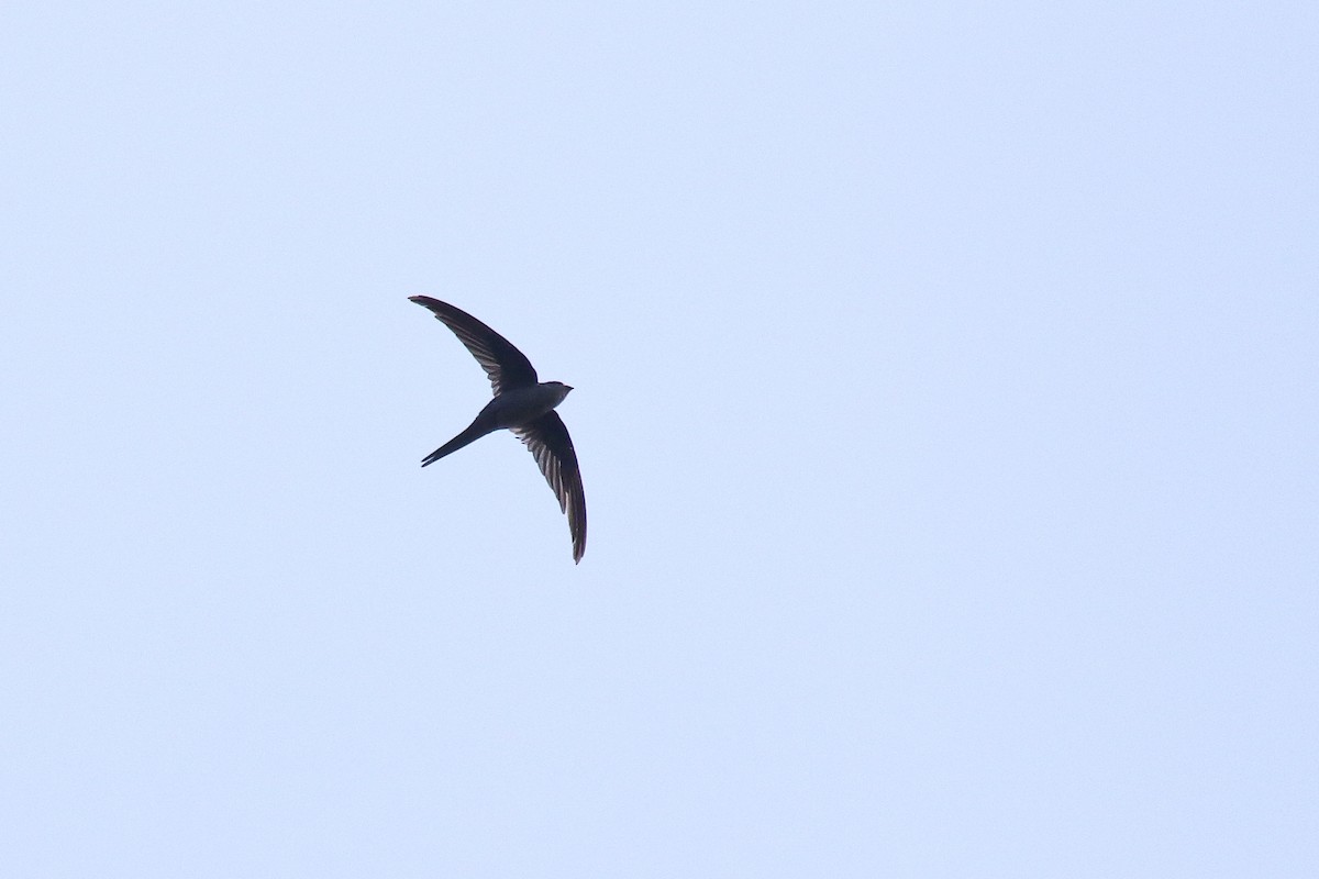 Asian Palm Swift - ML638583332