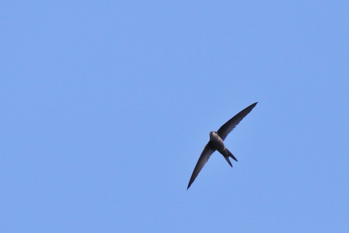 Asian Palm Swift - ML638583334