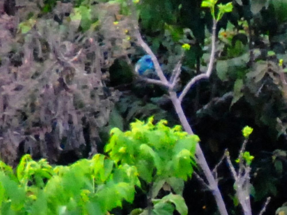 Swallow Tanager - ML638583351
