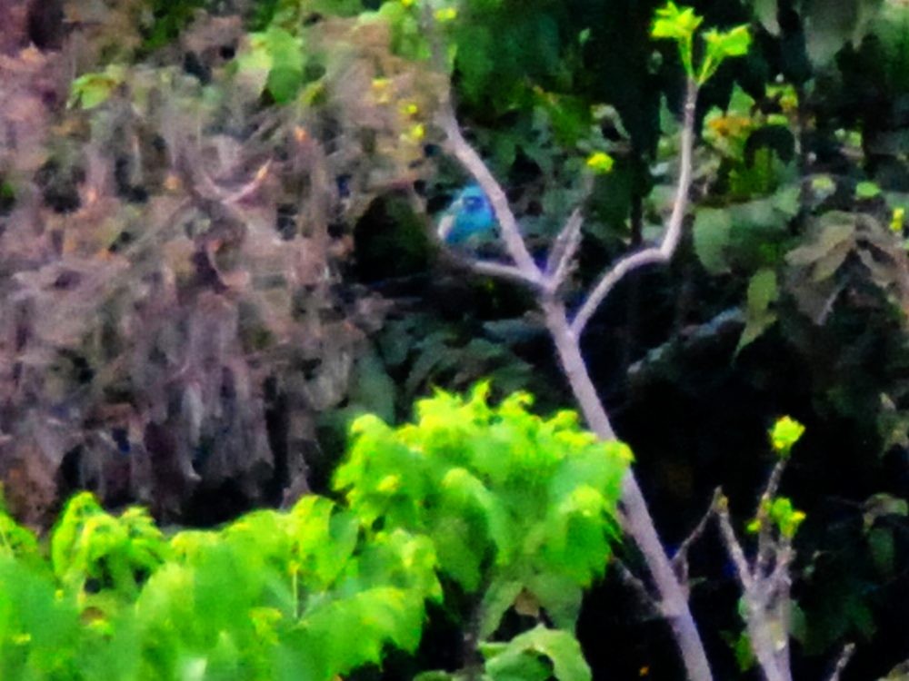 Swallow Tanager - ML638583352