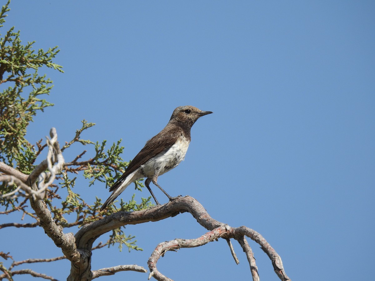 Finsch's Wheatear - ML638583354