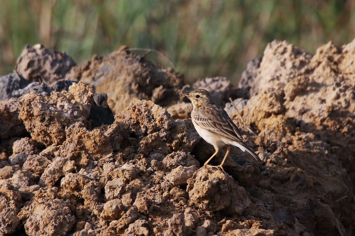Paddyfield Pipit - ML638583362