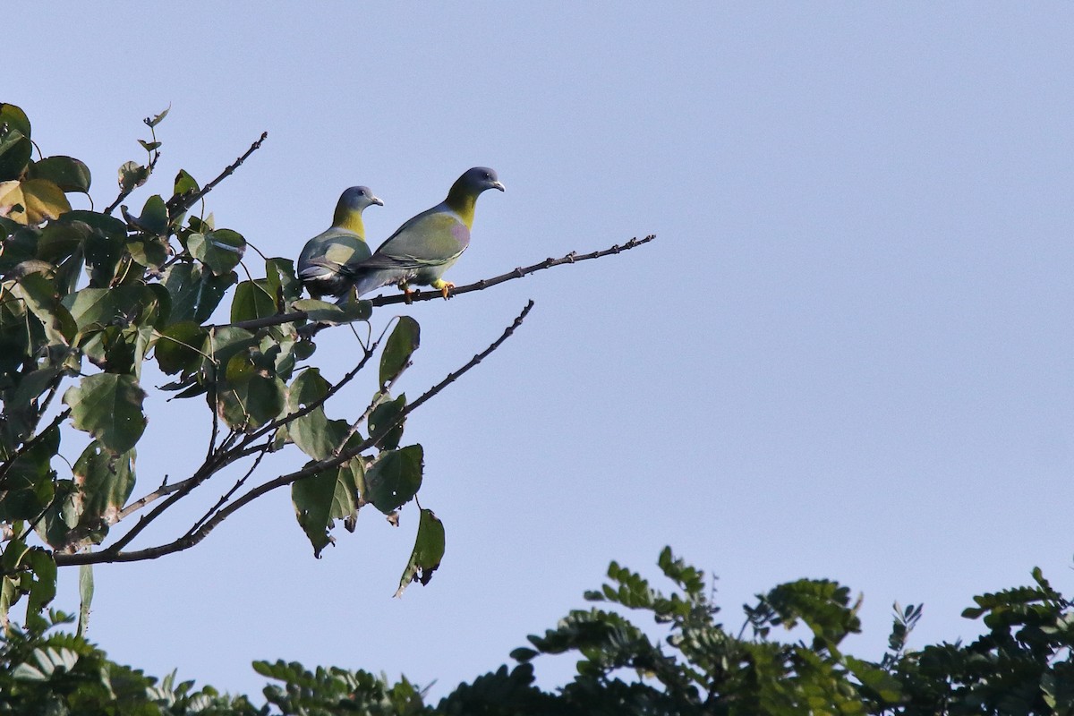 Yellow-footed Green-Pigeon - ML638583375
