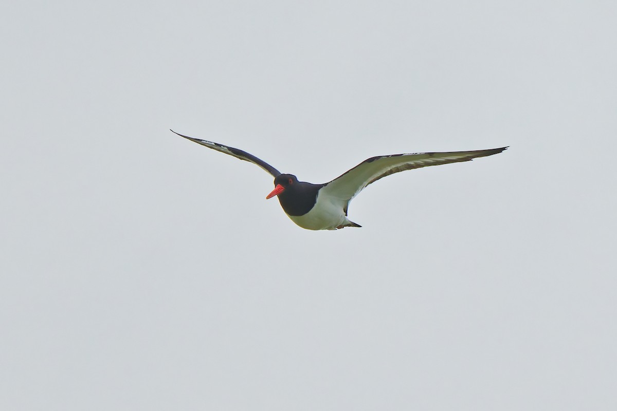 蠣鴴 - ML638583378