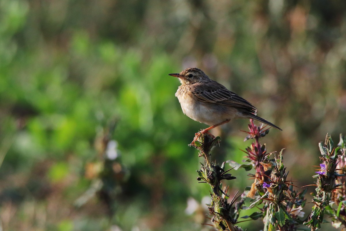 Paddyfield Pipit - ML638583399