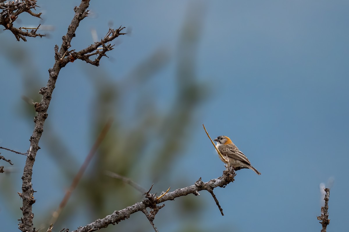 Speckle-fronted Weaver - ML638583409