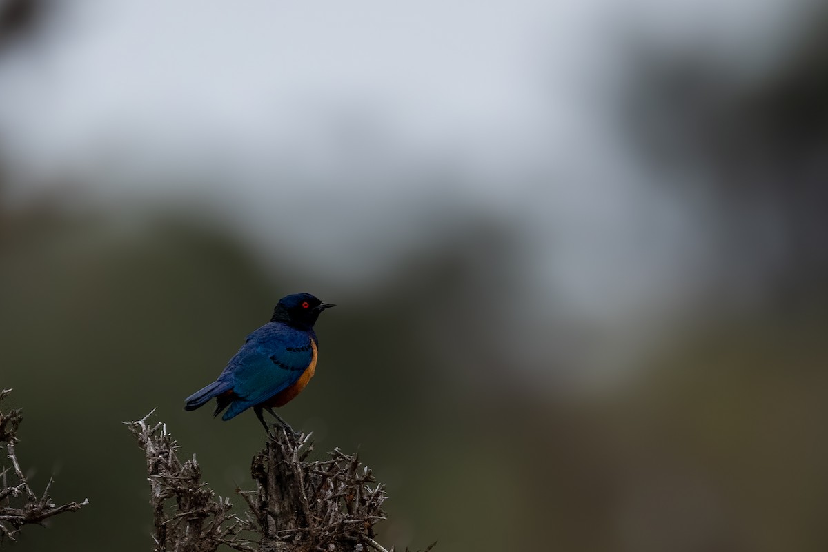 Hildebrandt's Starling - ML638583422