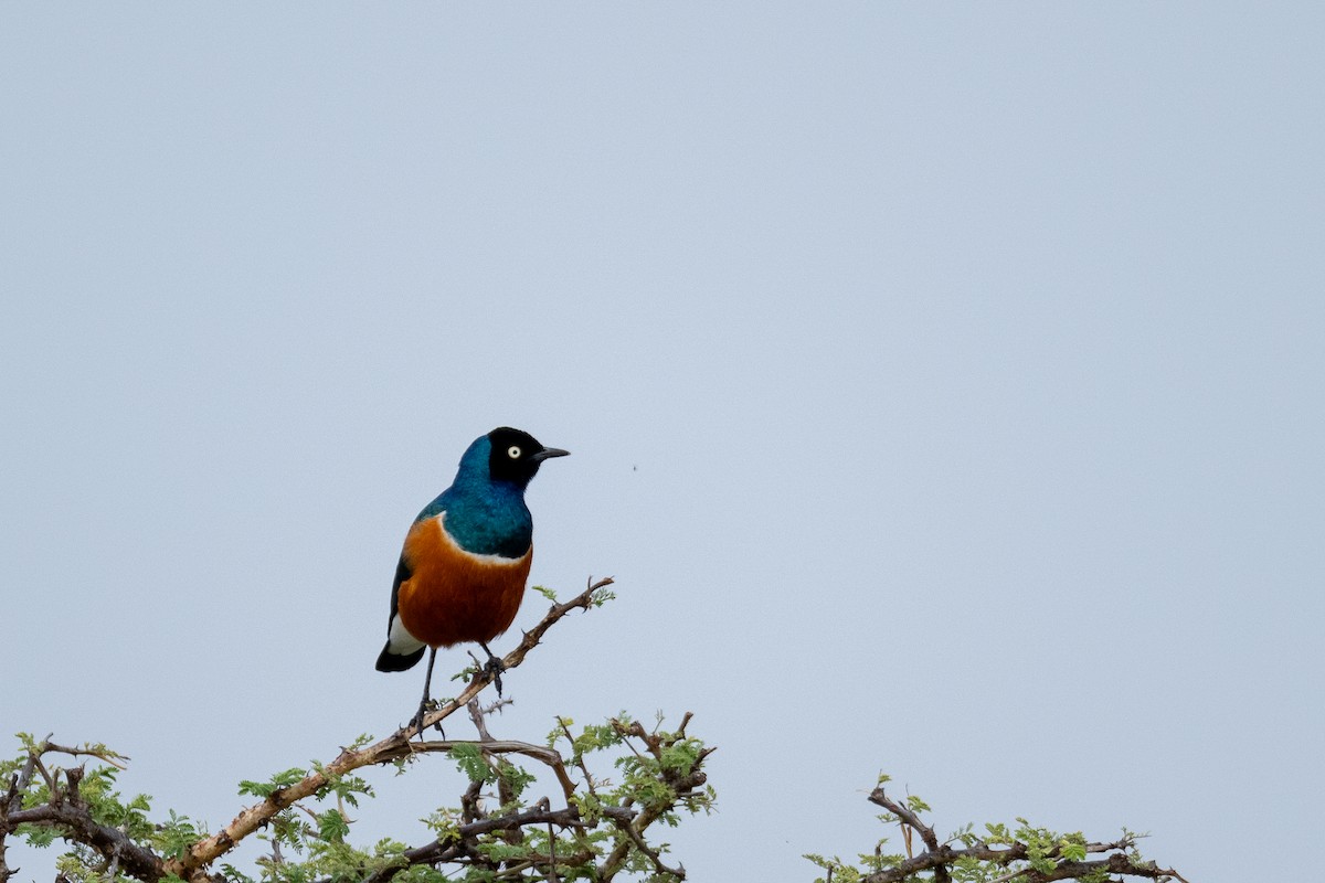 Superb Starling - ML638583423