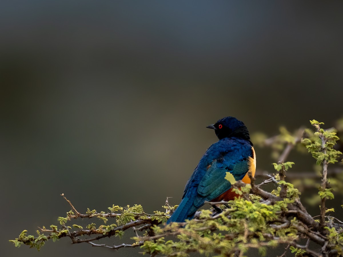 Hildebrandt's Starling - ML638583424