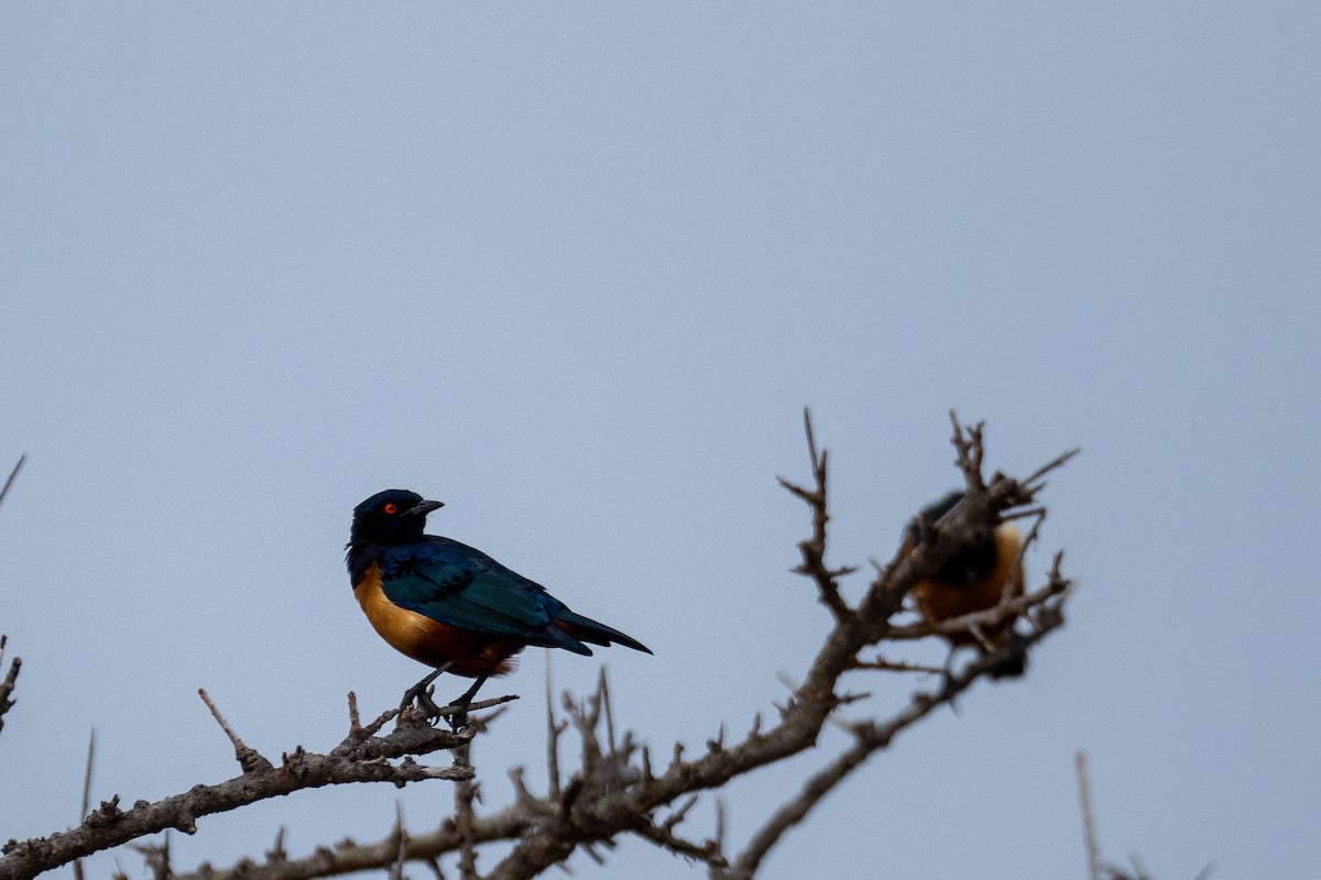 Hildebrandt's Starling - ML638583425