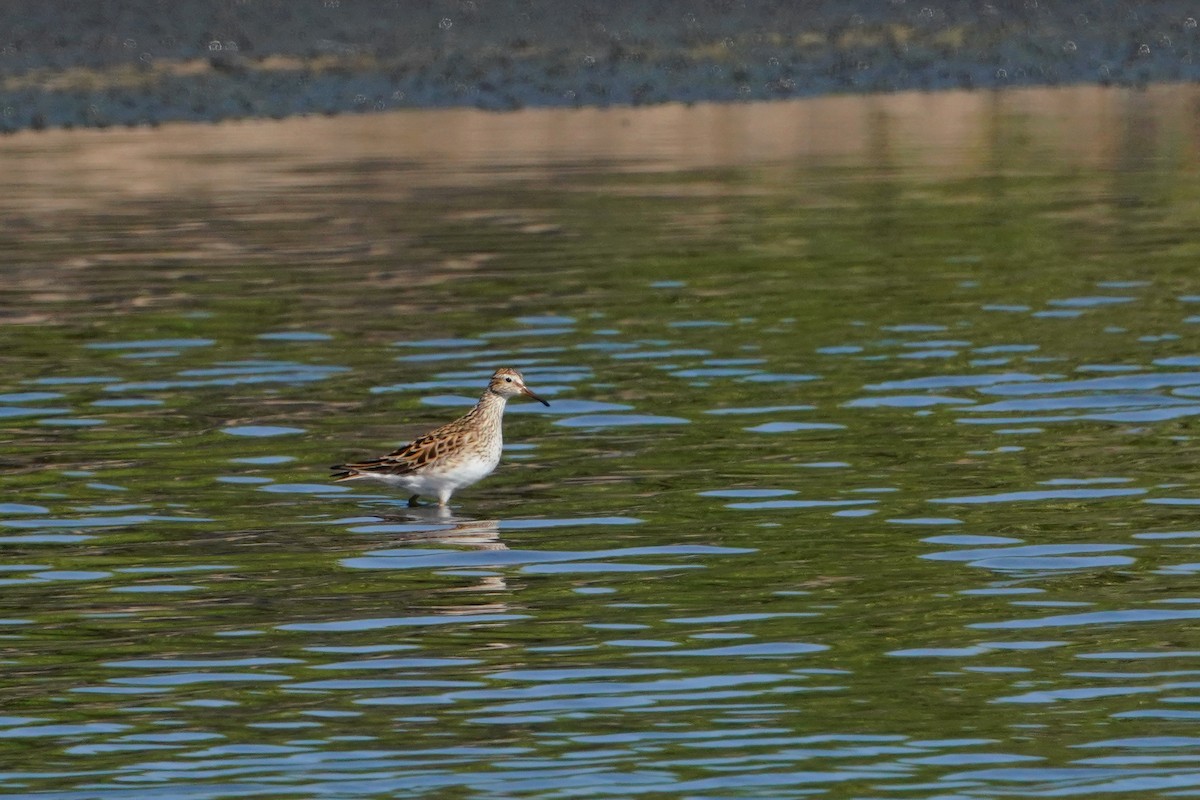 Pectoral Sandpiper - ML638583433