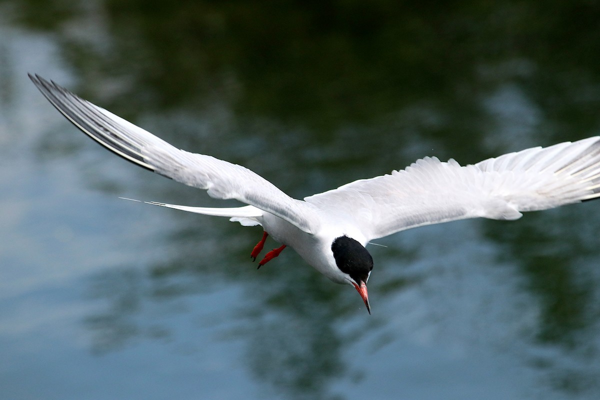 Common Tern - ML638583434