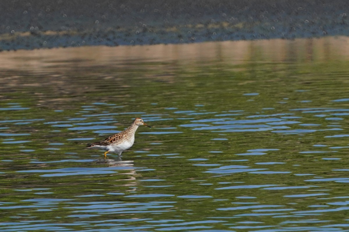 Pectoral Sandpiper - ML638583435