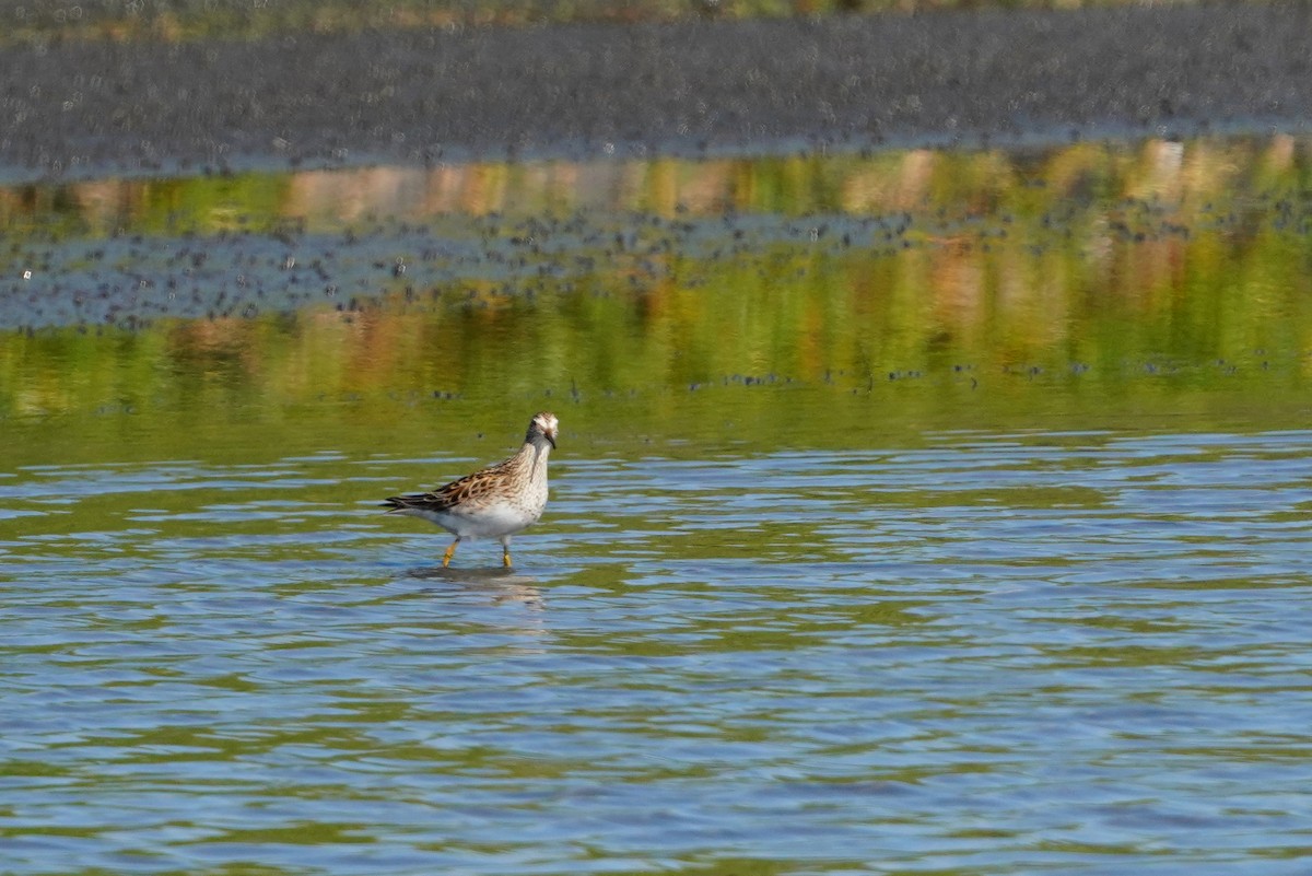 Pectoral Sandpiper - ML638583436
