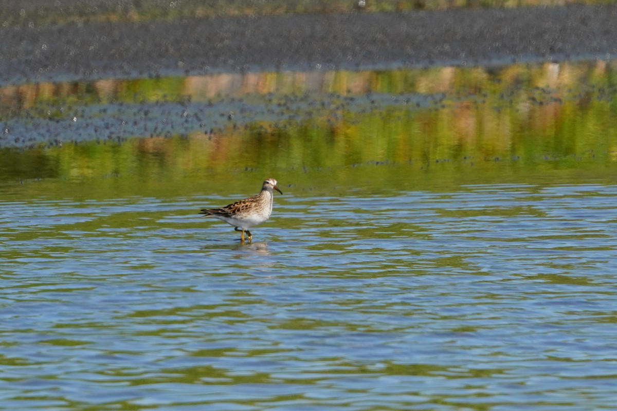 Pectoral Sandpiper - ML638583437