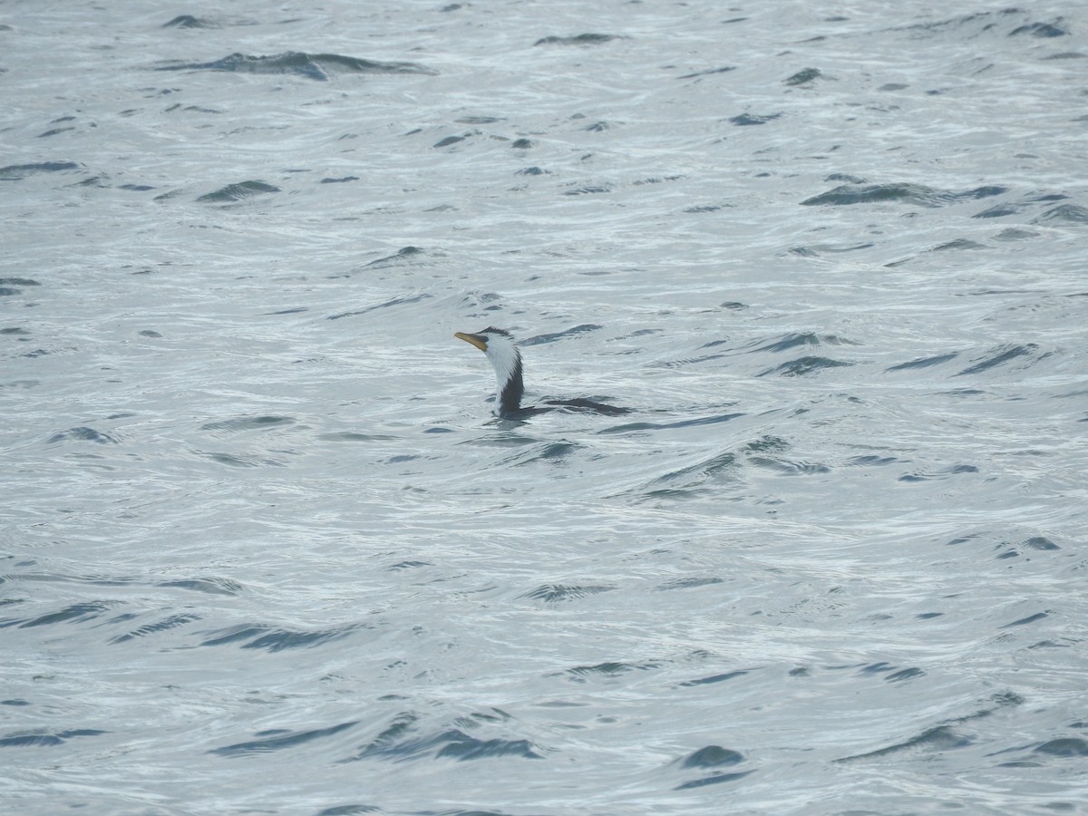 Little Pied Cormorant - ML638583438