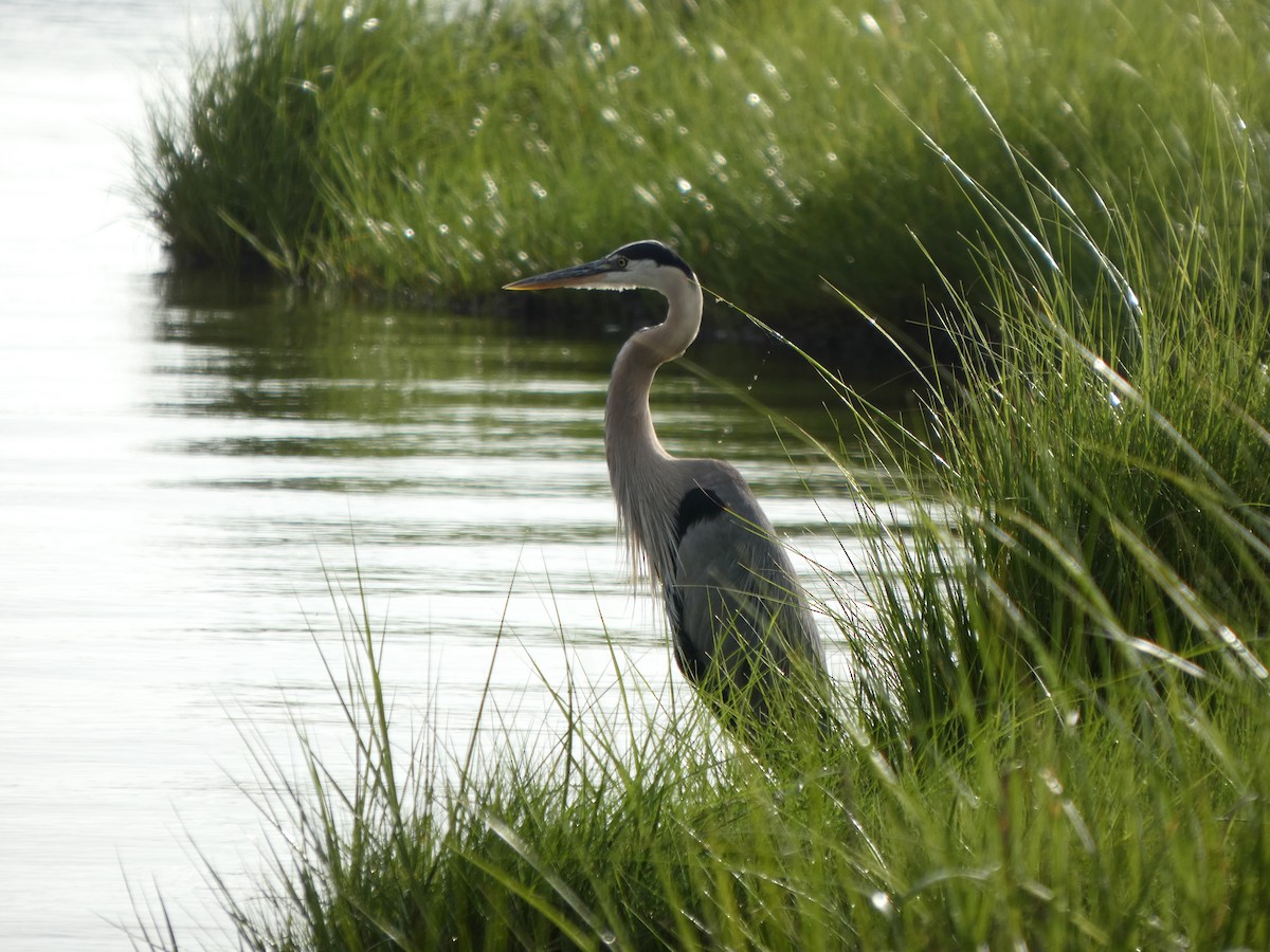 Great Blue Heron - ML638583439