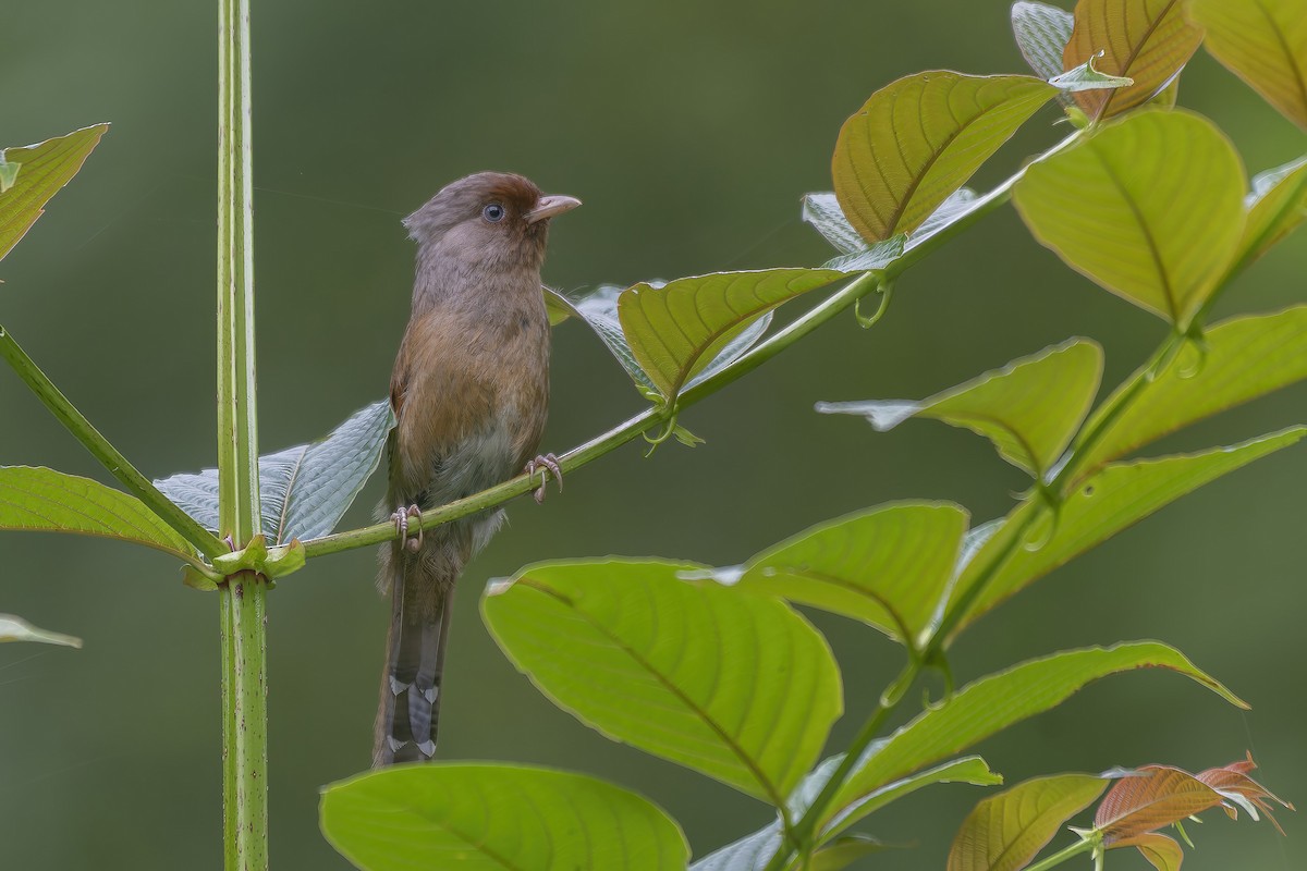Rusty-fronted Barwing - ML638583440