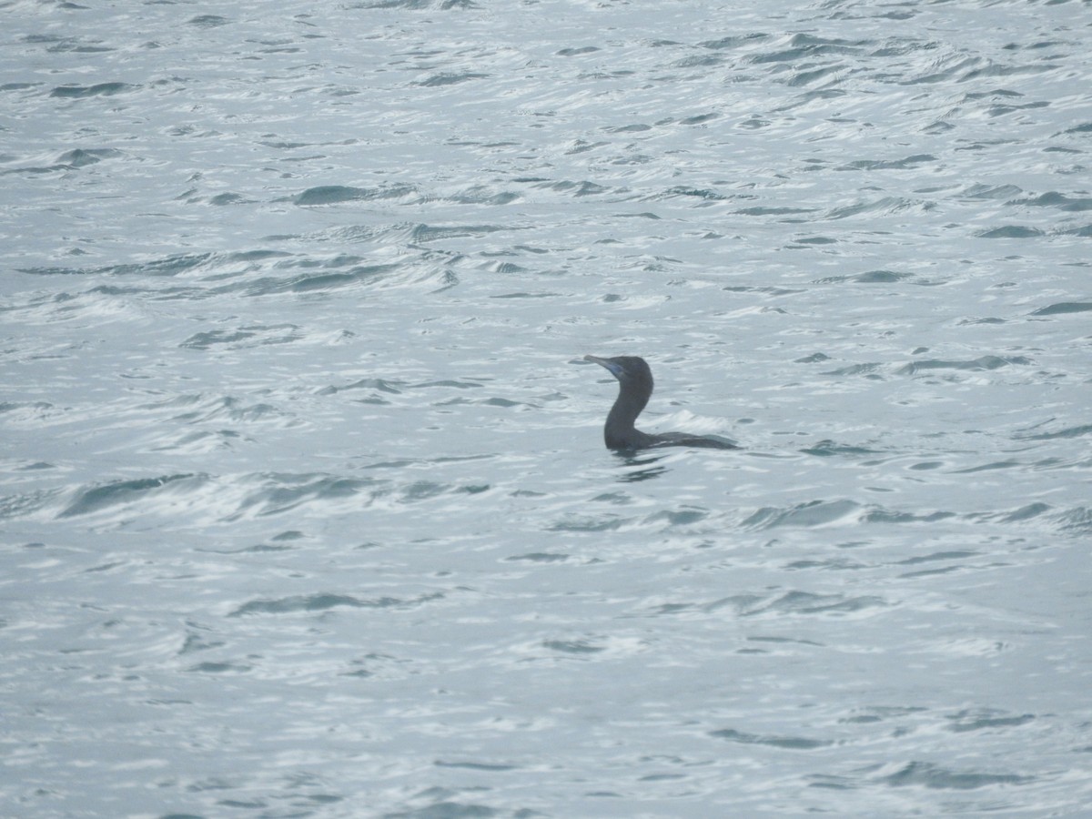 Little Black Cormorant - ML638583441