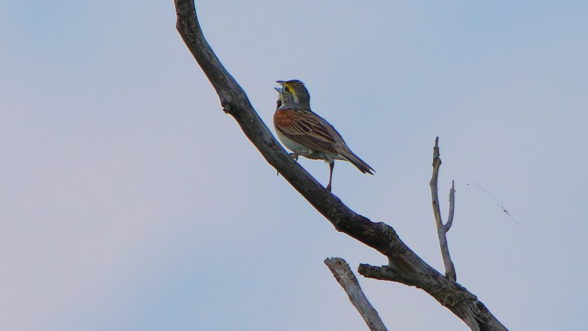 Dickcissel - ML638583442