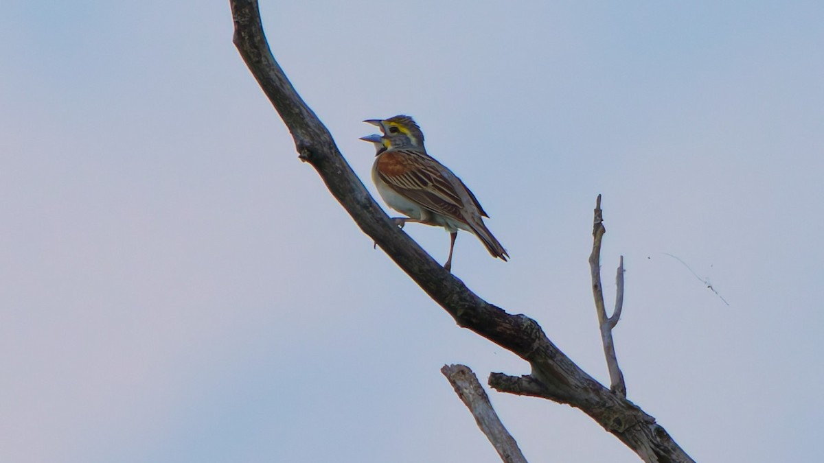 Dickcissel - ML638583443