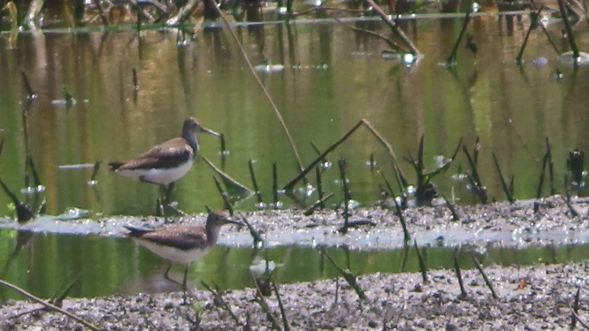 Solitary Sandpiper - ML638583444