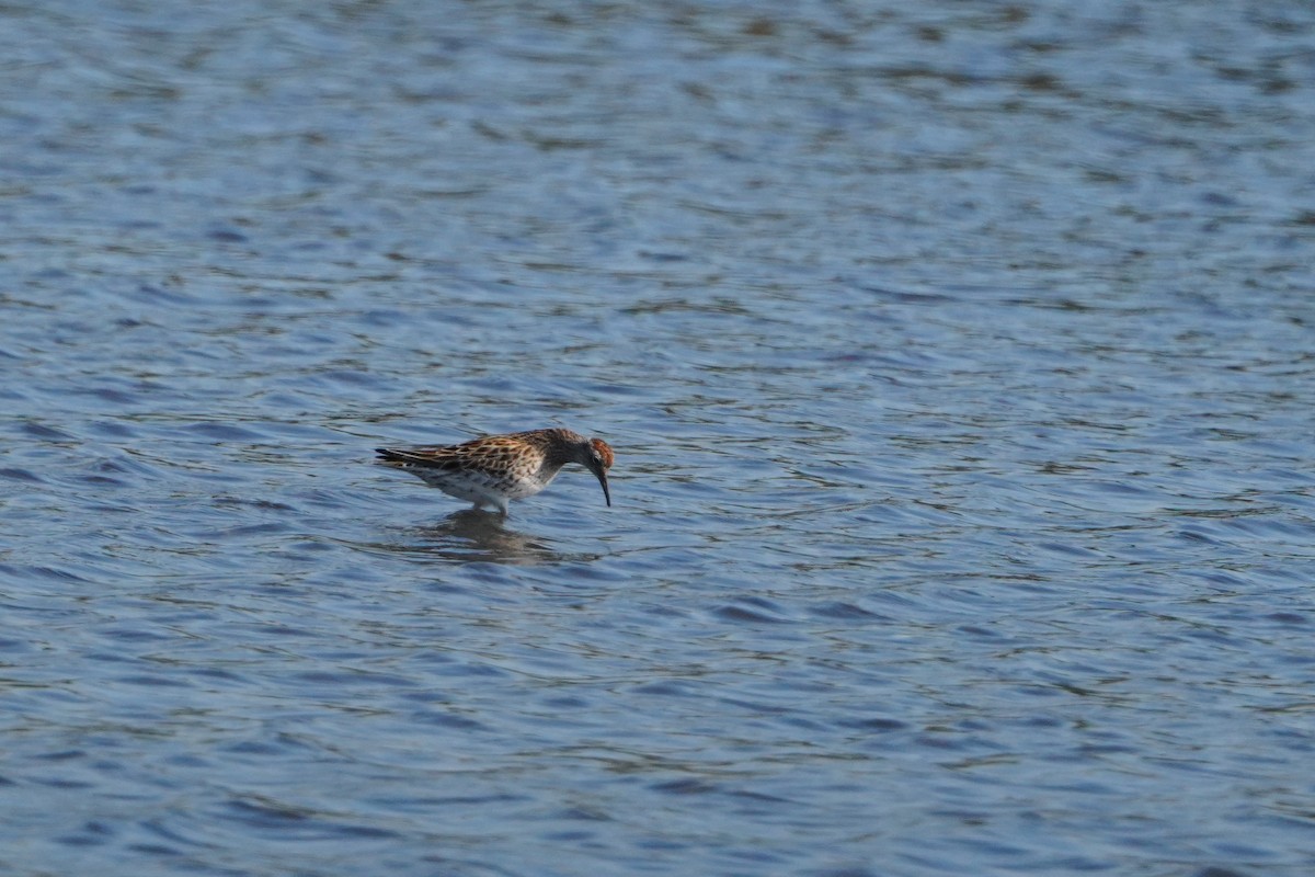 Sharp-tailed Sandpiper - ML638583445