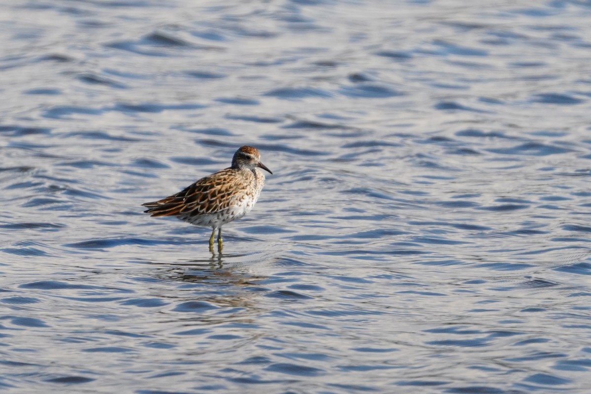 Sharp-tailed Sandpiper - ML638583446