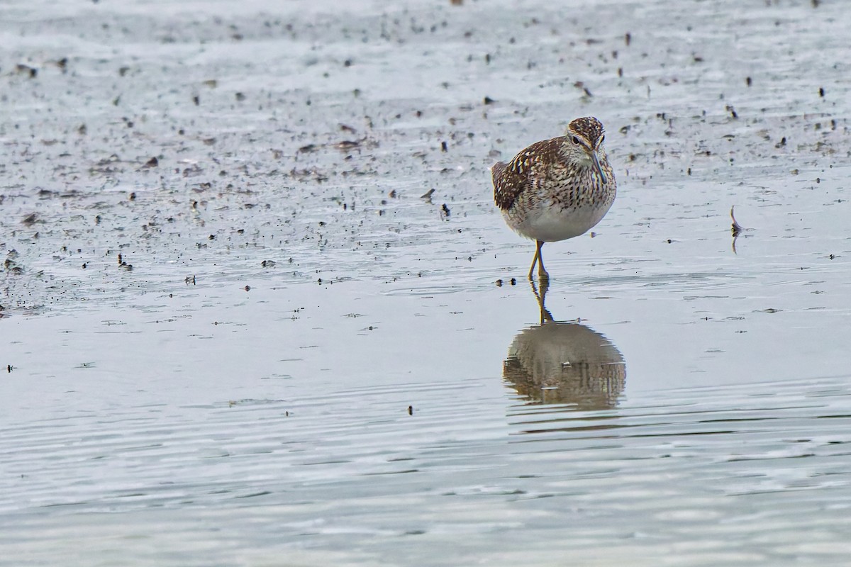 Wood Sandpiper - ML638583447