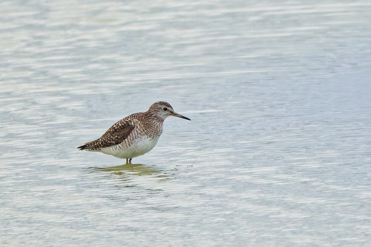 Wood Sandpiper - ML638583448