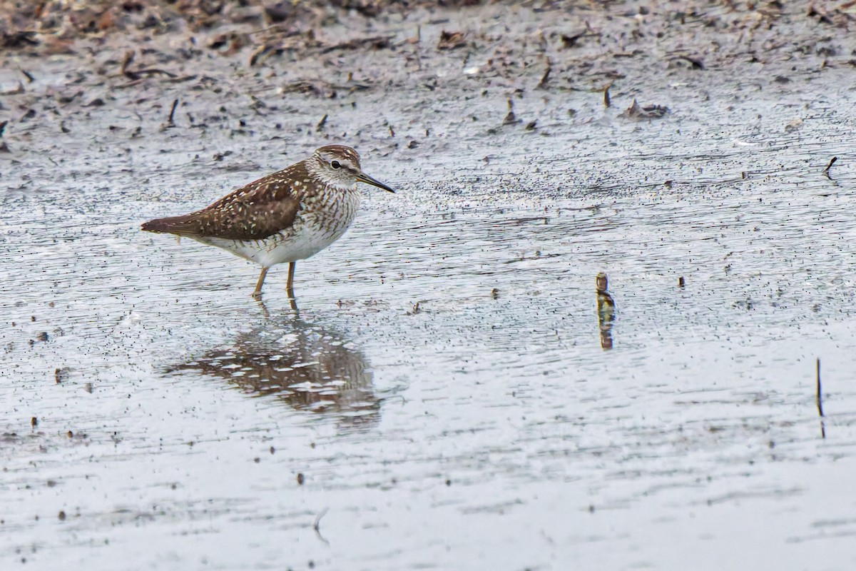 Wood Sandpiper - ML638583449
